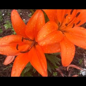 Meet your Posher, Melissa